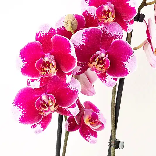 Phalaenopsis Orchid | Faction | Orchid Plants