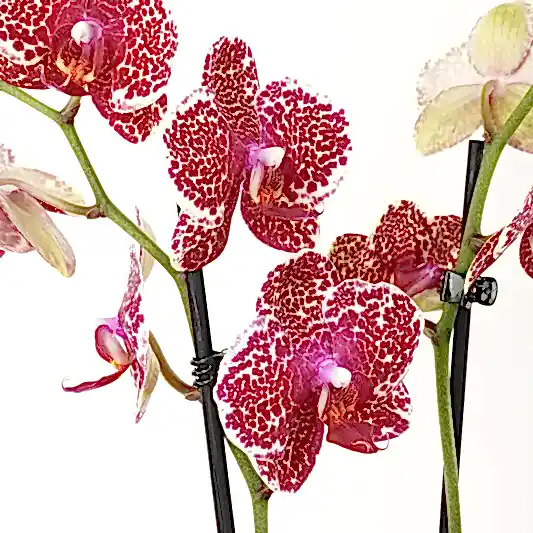 Phalaenopsis Orchid | Lilo | Orchid Plants