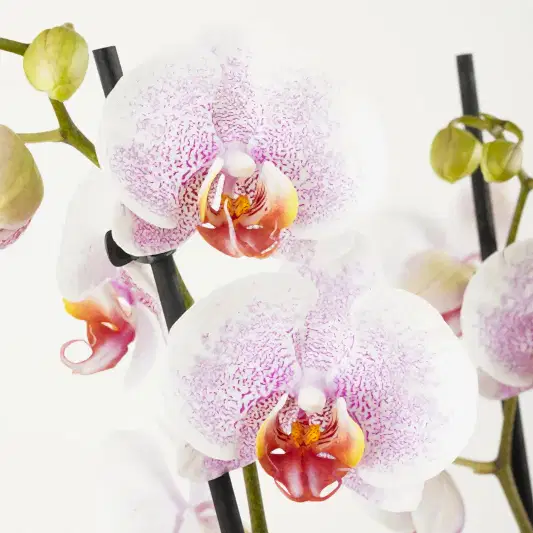Phalaenopsis Orchid | Ursula | Orchid Plants