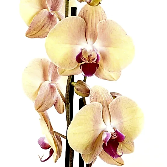 Phalaenopsis Orchid | Lion King | Orchid Plants