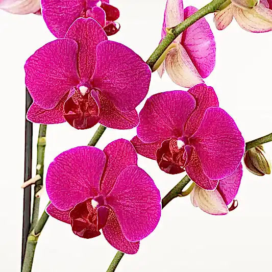 Phalaenopsis Orchid | Vivaldi | Orchid Plants