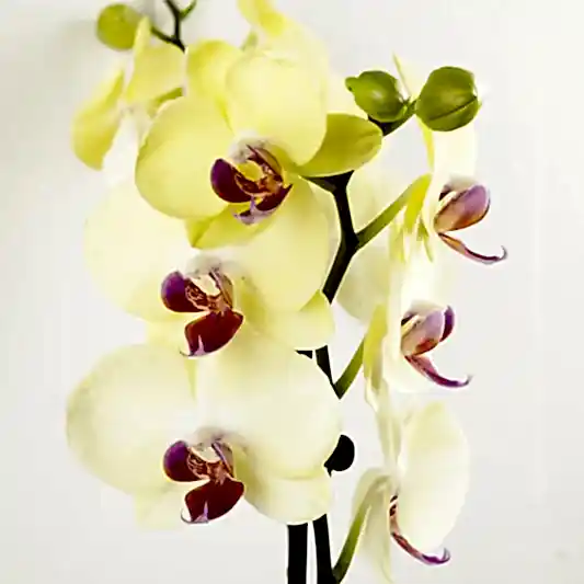 Phalaenopsis Orchid | Miraflor | Orchid Plants
