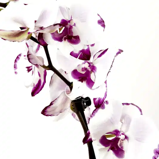 Phalaenopsis Orchid | Epic | Orchid Plants