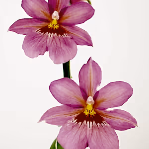 Burrageara Orchid | Nelly Isler Pink - Indoor Plant