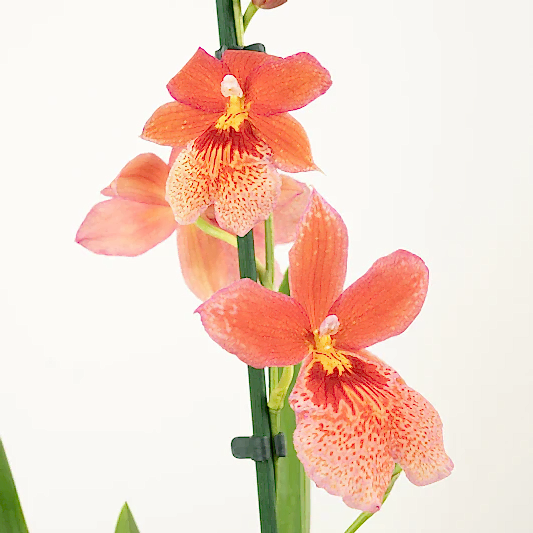 Burrageara Orchid | Nelly Isler Orange | Pet Safe Plants
