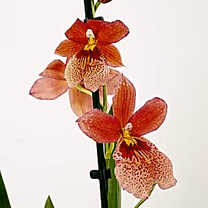Burrageara Orchid | Nelly Isler Orange - Indoor Plant