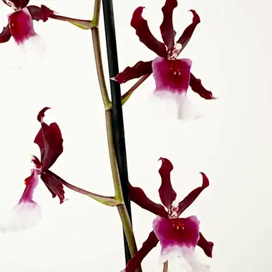 Cambria Orchid | Renaissance | Mild Fragrance | Orchid Plants