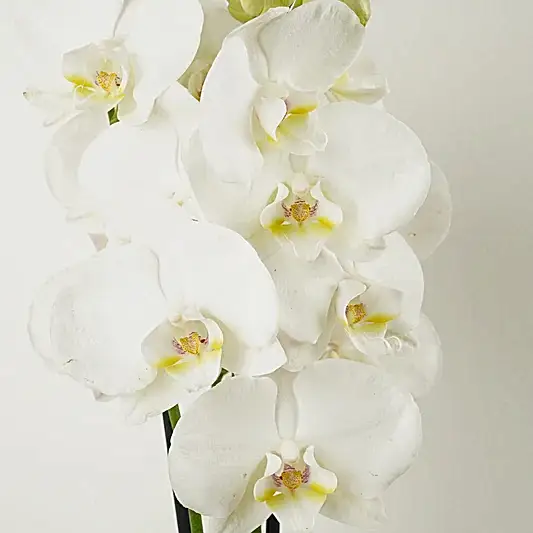 White Phalaenopsis Orchid | Orchid Plants