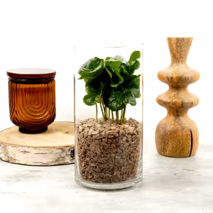 Coffee Gift | Arabica - Indoor Plant