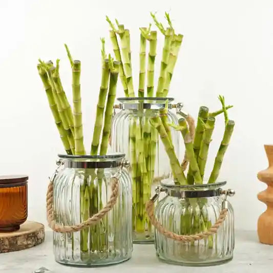 Lucky Bamboo | Hurricane Vase | Dracaena Plants