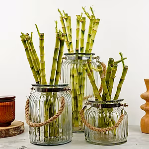 Lucky Bamboo | Hurricane Vase - Indoor Plant