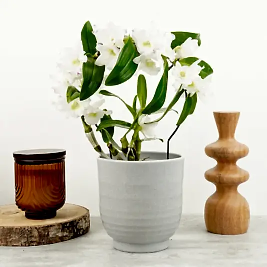 Dendrobium Orchid | Apollon Barbados | Potted Houseplants