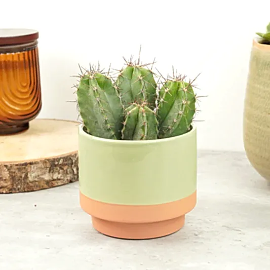 Chip Chip Cactus | Rare & Unusual Plants