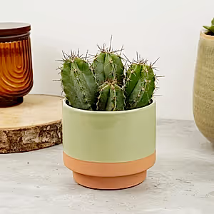Chip Chip Cactus - Indoor Plant