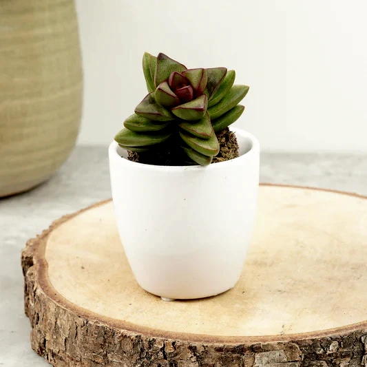 Crassula | Benjamin Rubra | Rare & Unusual Plants