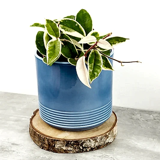 Wax Plant | Krimson Queen | Indoor Hanging Plants