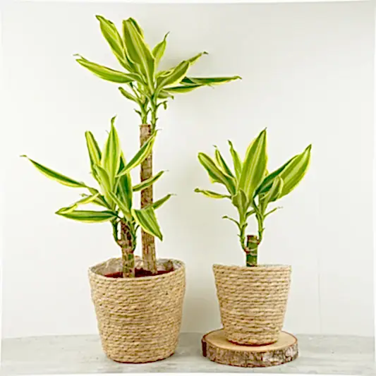 Palm | Golden Queen | Dracaena Plants