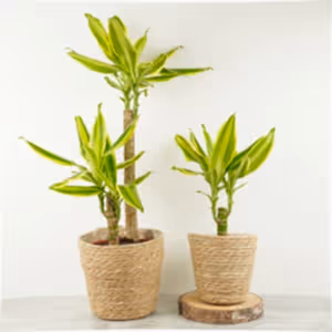 Palm | Golden Queen - Indoor Plant