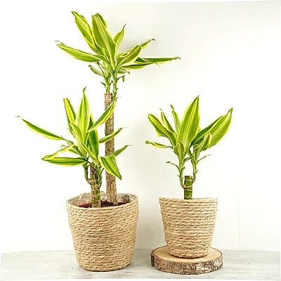 Palm | Golden Queen - Indoor Plants
