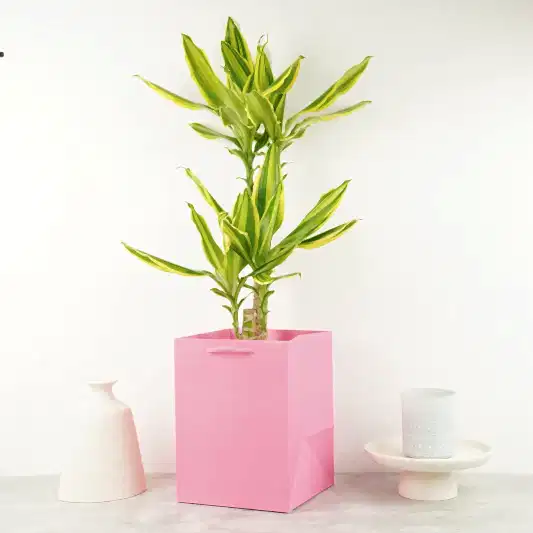Palm | Golden Queen | Potted Houseplants