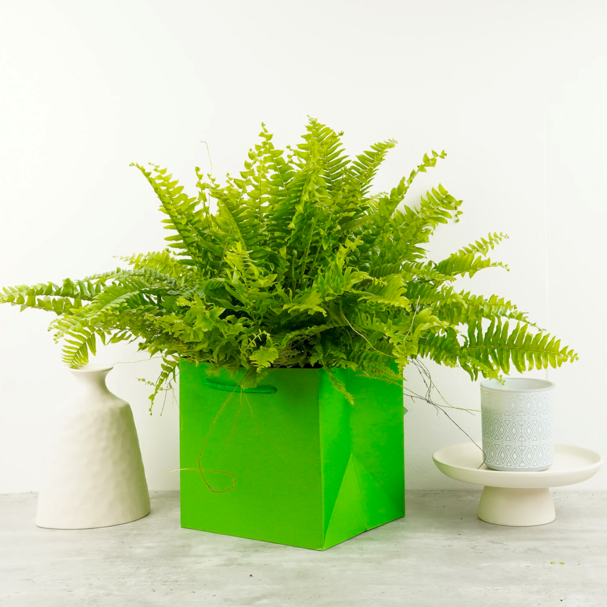 Boston Fern | Green Moment