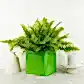 Boston Fern | Green Moment