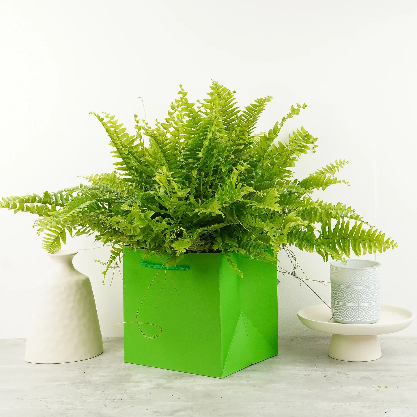 Boston Fern | Green Moment