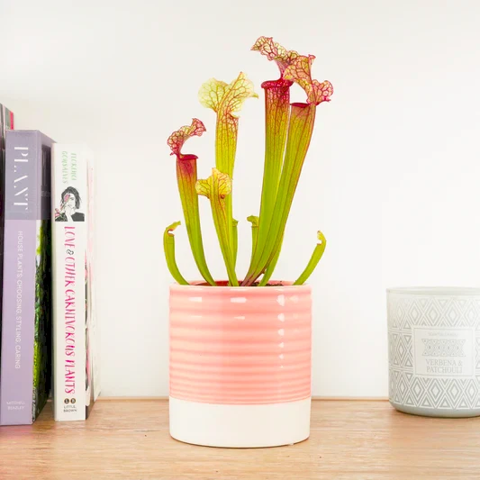 Trumpet Pitcher Plant | Fly Catcher | Judith | Carnivorous Plants