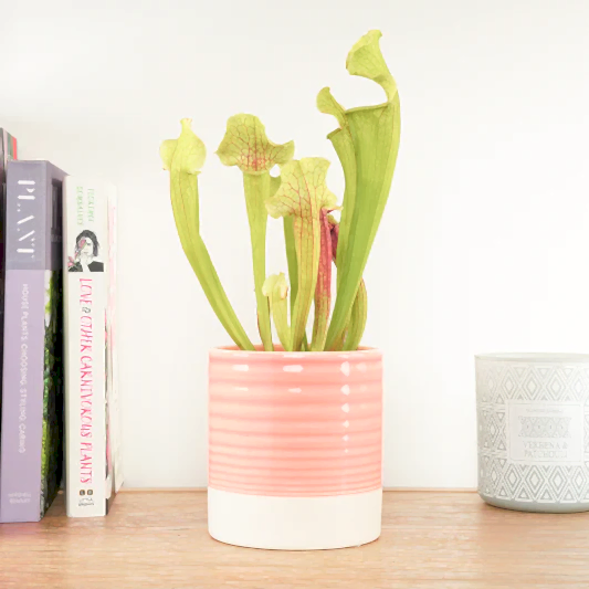 Trumpet Pitcher Plant | Fly Catcher | Smoorii | Carnivorous Plants