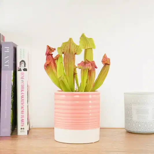 Trumpet Pitcher Plant | Fly Catcher | Maroon | Carnivorous Plants