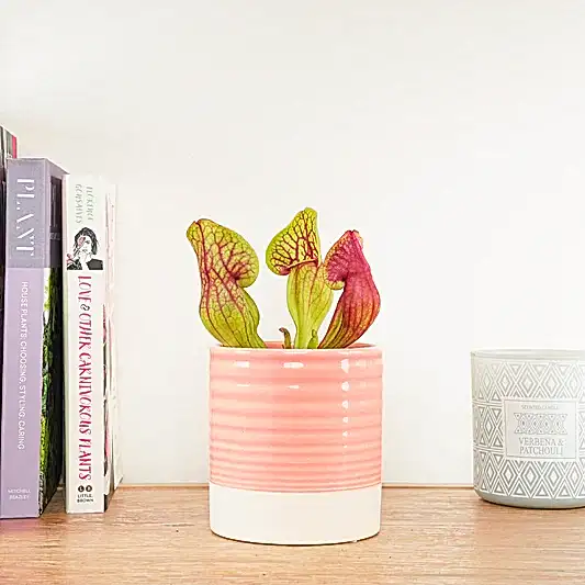Trumpet Pitcher Plant | Fly Catcher | Hans | Carnivorous Plants