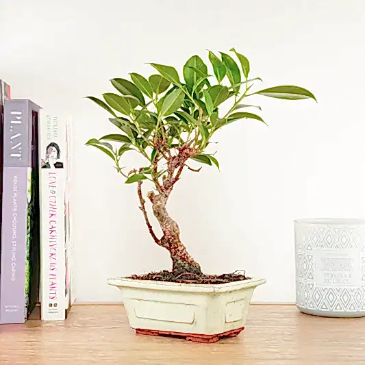 Ficus Retusa | Bonsai | Potted Houseplants