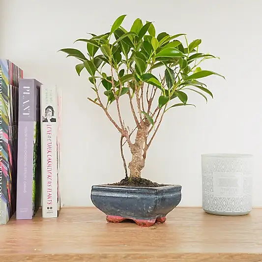 Ficus Retusa | Bonsai | Ficus & Fig Plants
