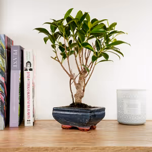 Ficus Retusa | Bonsai - Indoor Plant