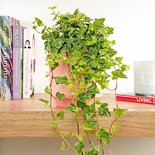 English Ivy | Tamara | Rare & Unusual Plants