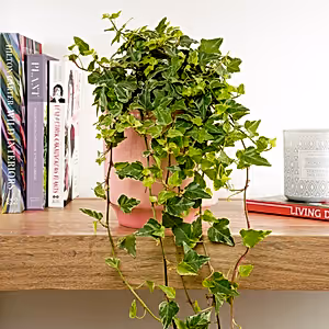 English Ivy | Tamara - Indoor Plant