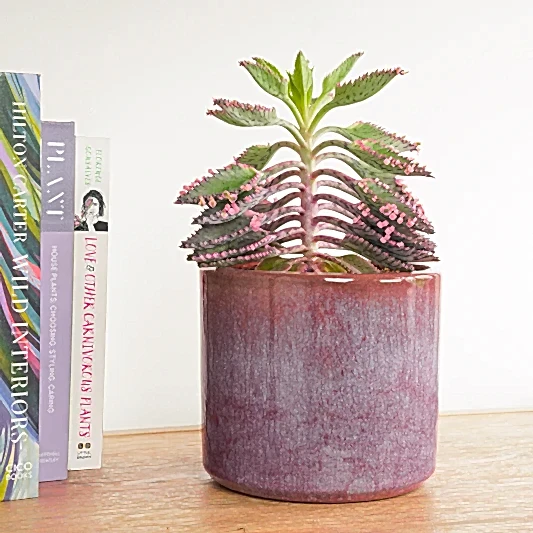 Pink Mother Of Thousands | Pink Butterfly | Hard To Find | Indoor Succulent Plants
