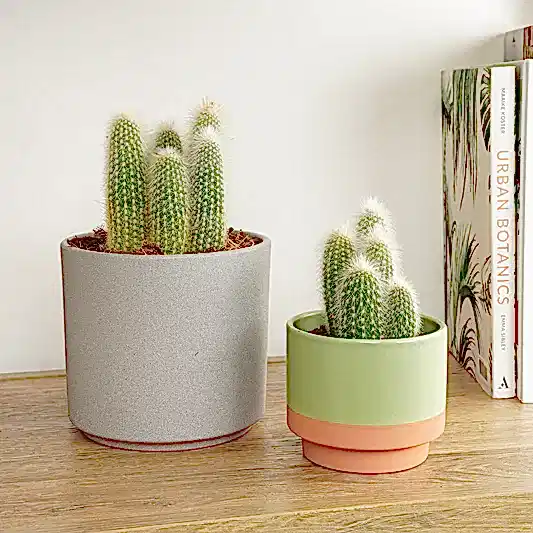 Silver Torch Cactus | Indoor Cactus Plants