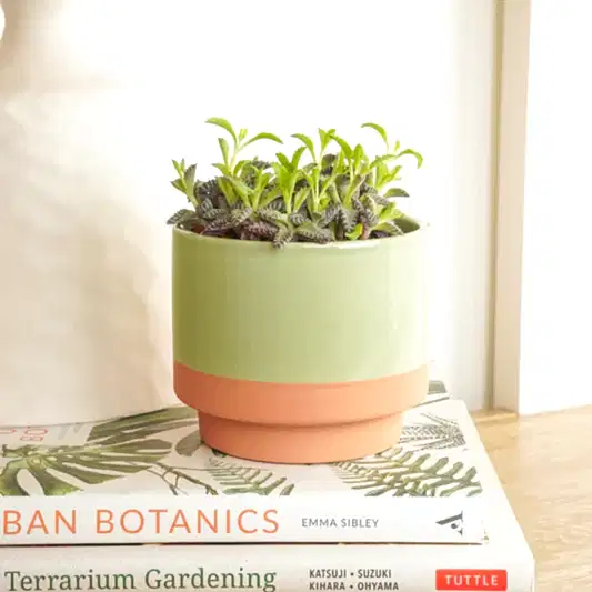 Mother Of Thousands | Indoor Succulent Plants