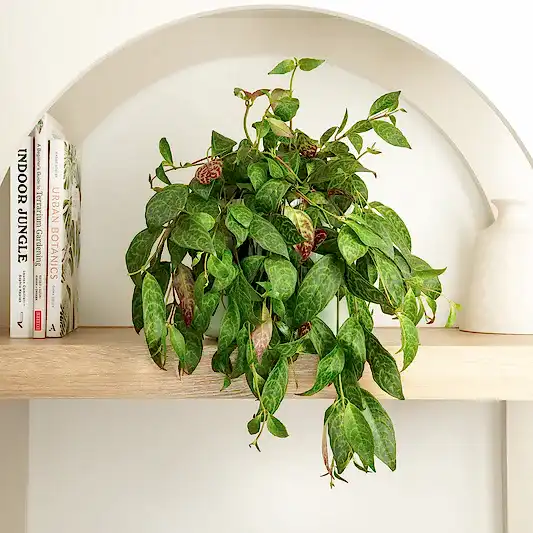 Zebra Lipstick Vine | Rare Plant | Indoor Hanging Plants