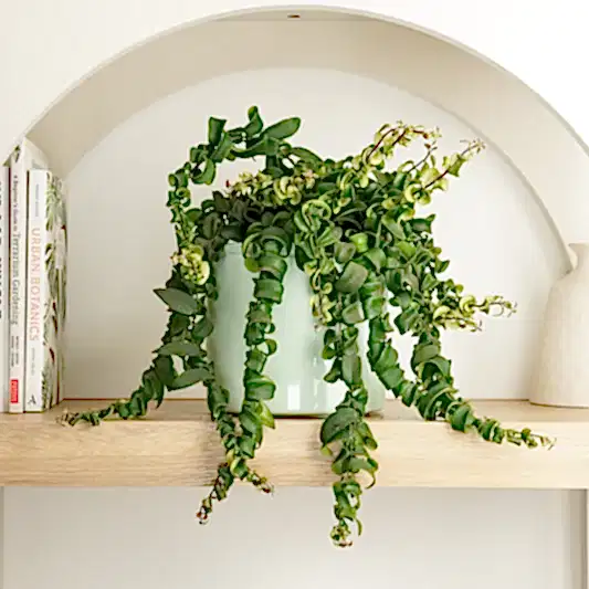 Lipstick Plant | Rasta | Indoor Hanging Plants