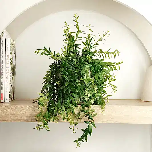 Lipstick Plant | Beautiful Japhrolepis | Indoor Hanging Plants