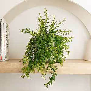 Lipstick Plant | Beautiful Japhrolepis - Indoor Plant