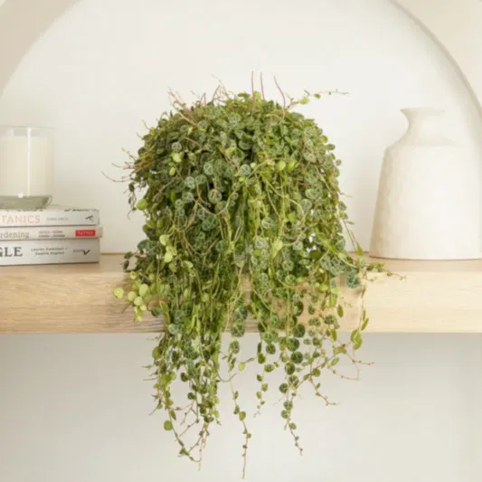 String Of Turtles | 