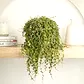String Of Turtles