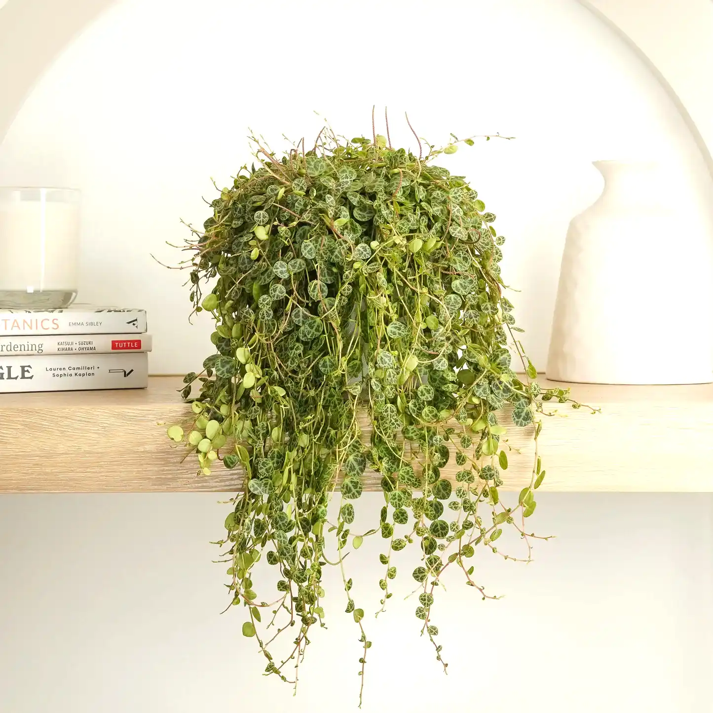 String Of Turtles