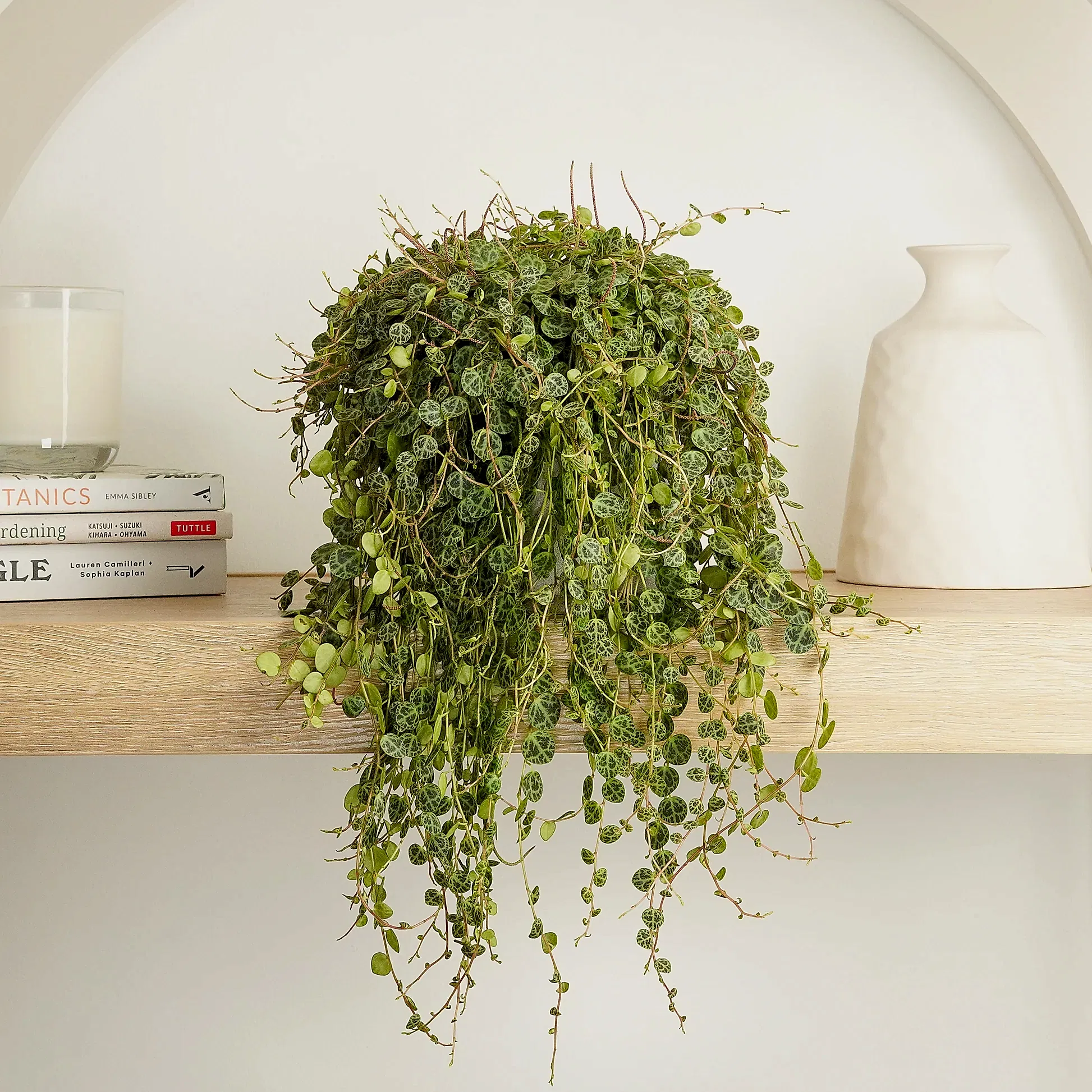 String Of Turtles