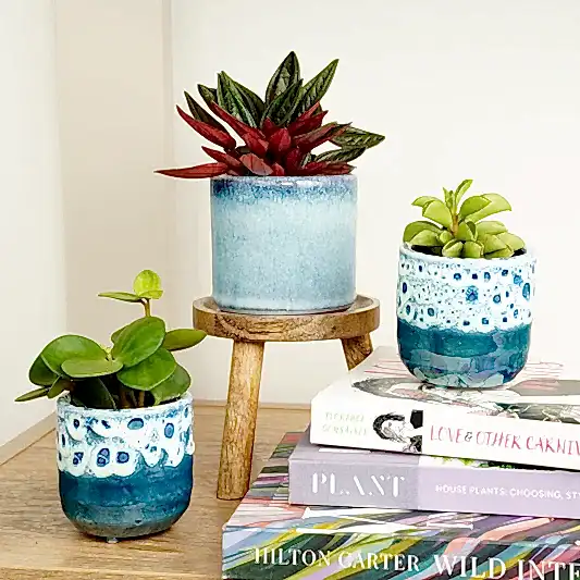 Peperomia Paradise | Plant Bundle | Pilea & Peperomia Plants