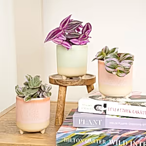 Little Dudes | Plant Bundle - Indoor Plant