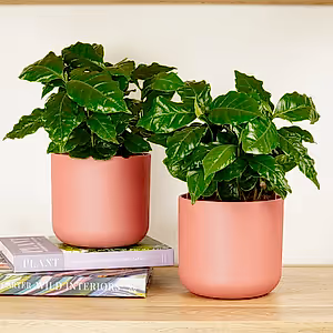 Matching Coffee Plant Arabica | Plant Bundle - Indoor Plant